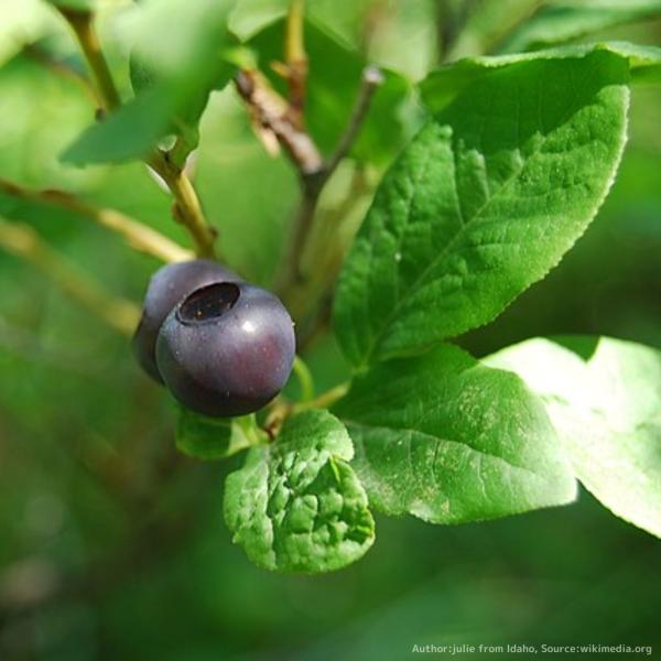 ビッグ・ハックルベリー 種子 | バクシニウム・メンブラナセウム - 実のなる木 - 種子