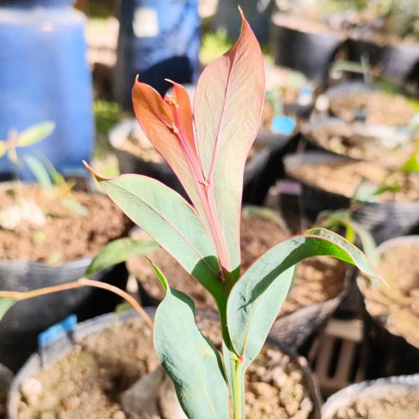 アカシア・グラウコプテラ 種子 | 青緑色の翼のミモザ - 種子