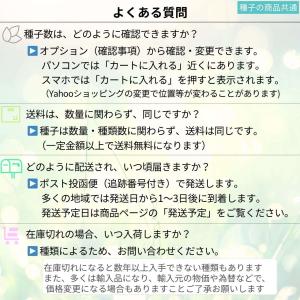 アカシア・グラウコプテラ 種子 | 青緑色の翼...の詳細画像4