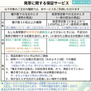 アカシア・グラウコプテラ 種子 | 青緑色の翼...の詳細画像5