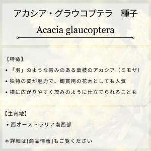 アカシア・グラウコプテラ 種子 | 青緑色の翼...の詳細画像1