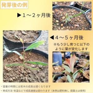 アカシア・グラウコプテラ 種子 | 青緑色の翼...の詳細画像2
