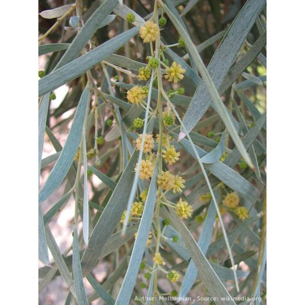 アカシア・ペンデュラ 種子 | ウィーピング・マイアル（マイオール） - 枝垂れるミモザ - 種子