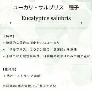 ユーカリ・サルブリス 種子 | フルーツ・ガム...の詳細画像1
