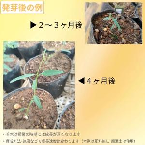 ユーカリ・サルブリス 種子 | フルーツ・ガム...の詳細画像2
