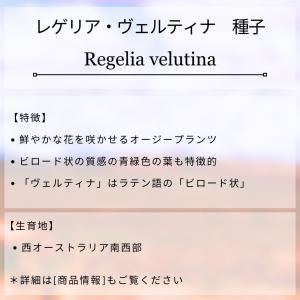 レゲリア・ヴェルティナ 種子 | ビロード状の...の詳細画像1