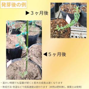 レゲリア・ヴェルティナ 種子 | ビロード状の...の詳細画像2