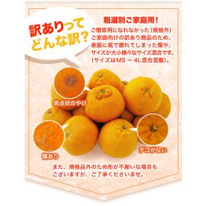 愛媛産 デコポン 訳あり 5kg フルーツ 果...の詳細画像4