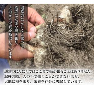 青森県産 極旨・熟成黒にんにく 敬老 ギフト ...の詳細画像2