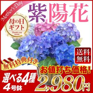 早割ポイント10倍　母の日ギフト！選べるあじさい鉢植え 花かご入り　メッセージプレート付き　紫陽花(アジサイ)4号鉢 生産者が選んだ人気の4種