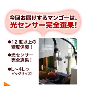 ポイント5倍 ギフト 果物 フルーツ マンゴー...の詳細画像1