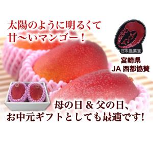 ポイント5倍 ギフト 果物 フルーツ マンゴー...の詳細画像2