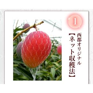 ポイント5倍 ギフト 果物 フルーツ マンゴー...の詳細画像4