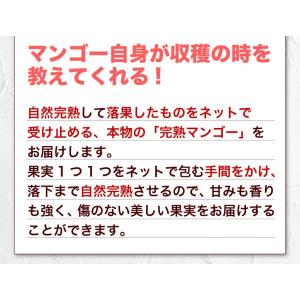ポイント5倍 ギフト 果物 フルーツ マンゴー...の詳細画像5