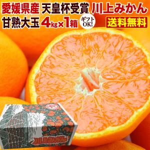 ポイント5倍 御歳暮 ギフト みかん 愛媛みかん 温州 極甘グレード厳選 JAにしうわ 川上共選 天皇杯受賞 愛媛県産 川上みかん 大玉 2Lサイズ×4kg J常