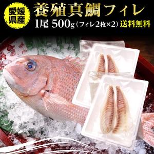 鯛 刺身 フィレ マダイ 真鯛 １尾 フィレ(皮無し)2枚×2 500g 送料無料 海鮮 魚介 冷凍 真空パック Y凍