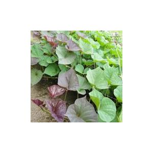 自慢の安納芋を安納芋の苗さつまいも苗　安納芋（あんのういも）　サツマイモ苗　１０本　切り芋苗