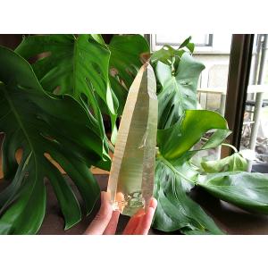 レムリアンシードクリスタル ゴイアス州産 水晶 原石 | 天然石専門店 【鬮石】