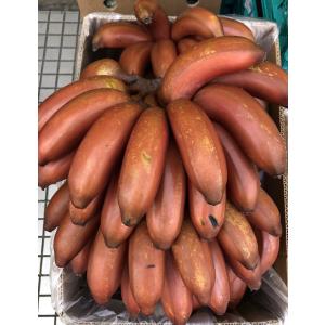 モラードバナナ 赤いバナナ レッドバナナ 1kg前後 バナナ