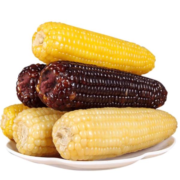 もちとうもろこし とうもろこし 10本セット 白玉米 黄玉米 彩玉米 黒玉米 自由選択 トウモロコシ