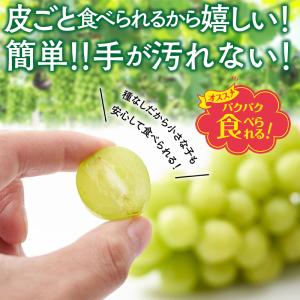 シャインマスカット ぶどう 1房 2房 熊本県...の詳細画像2
