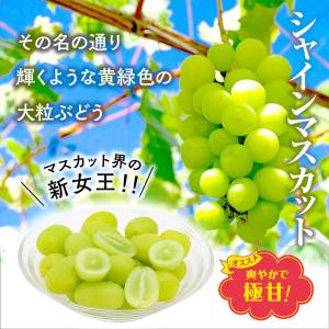 シャインマスカット ぶどう 1房 2房 熊本県...の詳細画像3
