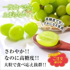 シャインマスカット ぶどう 1房 2房 熊本県...の詳細画像4