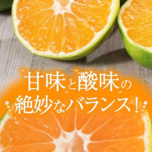 みかん 訳あり 極早生 熊本県産 2kg 5k...の詳細画像3