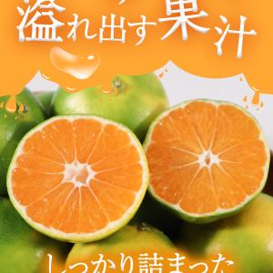 みかん 訳あり 極早生 熊本県産 2kg 5k...の詳細画像5