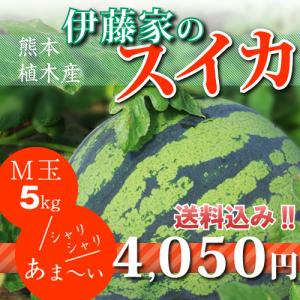 伊藤家のスイカ2L玉 大玉 熊本県植木スイカ（植木西瓜） : クマみる