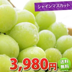シャインマスカット 送料無料 ぶどう ブドウ 葡萄 お取り寄せ 3箱購入で1箱おまけ
