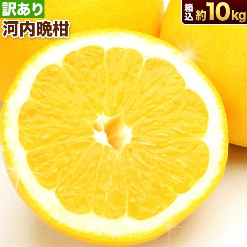 河内晩柑 訳あり 箱込 約10kg 内容量9kg + 補償分500g 送料無料 みかん ミカン 柑橘...