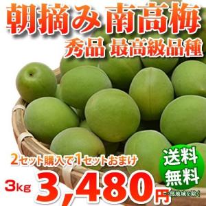 梅 生梅 南高梅 なんこううめ 熊本県産 朝摘み 秀品約3.0kg 送料無料 最高級品種