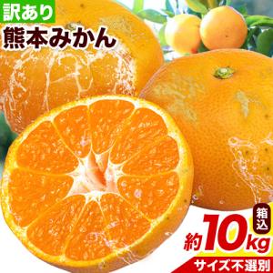 みかん 送料無料 10kg 訳あり 内容量9kg 補償分500g  規格外 サイズ不選別 熊本県産  極早生 は緑色傾向 ミカン 蜜柑 ご自宅用