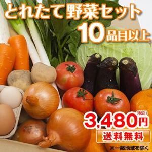 野菜セット 九州産 熊本産 送料無料 10品目以上