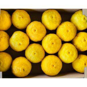 愛媛県産 柚子 10kg 家庭用 訳あり サイズ おまかせ 混合 送料無料 箱