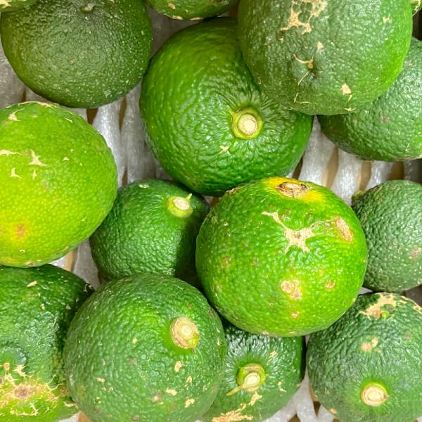 【選果落ち 訳あり商品】熊本県産 大分県産 青ゆず 柚子 訳あり 箱込み 約2kg【002】 柑橘類...