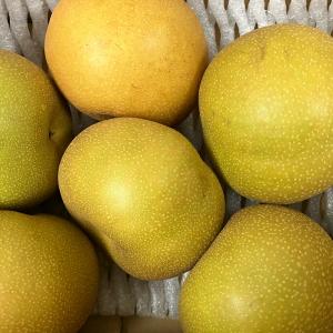 【選果落ち 訳あり商品】熊本県産 梨 箱込み 約1.5kg 常温便【002】規格外 家庭用 贈答不可 加工用 なし 果物 くだもの 果物 フルーツ