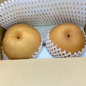 【選果落ち 訳あり商品】熊本県産 ジャンボ 梨 新高 箱込み 合計約1.1kg以上 2玉 サイズ不揃い 常温便【002】規格外 家庭用 贈答不可 加工用 なし 果物