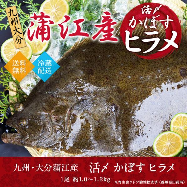 かぼすヒラメ 活締め 神経ぬき 活魚 九州 大分 蒲江産 1尾 1.0〜1.2kg 送料無料 鮮魚 ...