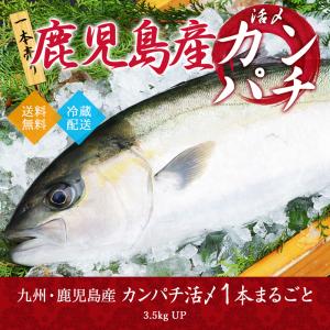 活〆 カンパチ 1本 3.5kgUP 九州 鹿児島産 かんぱち 活魚 御贈答 御中元 御歳暮 送料無料｜kumamoto-yamaya