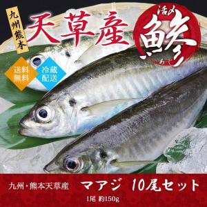 マアジ 10尾セット 九州 熊本 天草産 1尾約150g 活魚 活締め 神経ぬき 活魚 送料無料 鮮魚 絶品 刺身｜kumamoto-yamaya