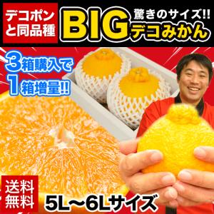 デコみかんと同品種 送料無料 驚異の大きさ 5L-6L限定 本場熊本県産 BIG デコみかん秀品2玉入り 4月中旬-5月上旬頃より順次出荷