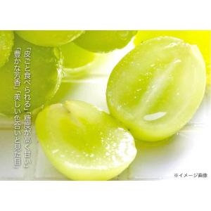 シャインマスカット 1kg-1.2kg前後 フ...の詳細画像5