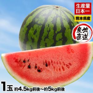 熊本すいか スイカの本場・熊本県産 甘くてジューシーな訳あり熊本すいか1玉約4.5kg-5kg 送料無料 7月上旬-7月末旬頃より順次出荷