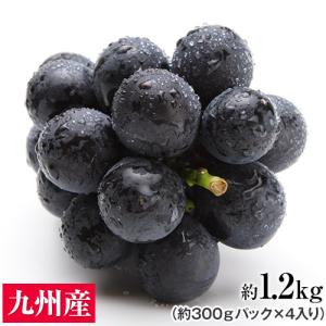 お中元 2023 ギフト 御中元 夏ギフト ぶどうの王様 巨峰 九州産 約1.2kg前後 約300g×4パック 送料無料 贈答 ギフト 産地直送 ギフト 果物 フルーツ