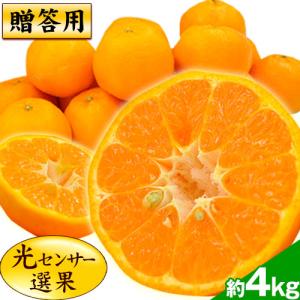 秀品 天草 ぽんかん 約4kg 送料無料 Lサイズ限定 贈答  果物 フルーツ お取り寄せグルメ 7〜14営業日以内に発送(土日祝除く)
