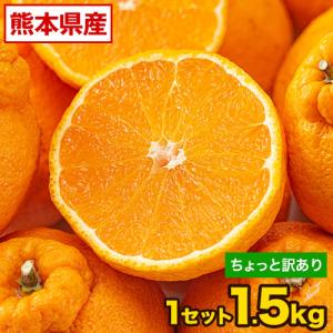 販売解禁 ちょっと 訳あり デコみかん 1.5kg デコポン 不知火 と同品種 熊本県産 送料無料 みかん 柑橘 果物 旬 フルーツ 1-5営業以内発送予定(土日祝除く)