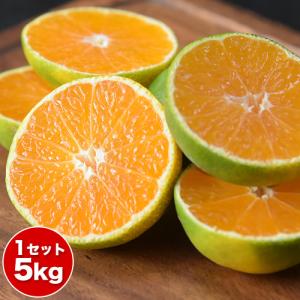 みかん 5kg ちょっと訳あり 送料無料 お徳用 果物 フルーツ 訳あり 家庭用 柑橘 熊本 熊本産 もぎたて 7-14営業以内発送予定(土日祝除く)