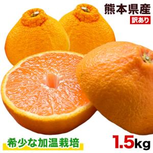 デコポン 同品種 不知火 デコみかん みかん 加温 旬 1.5kg 熊本県産 訳あり 送料無料 サイズ無選別 2セット購入で1セット分オマケ 1月中旬-1月末頃出荷